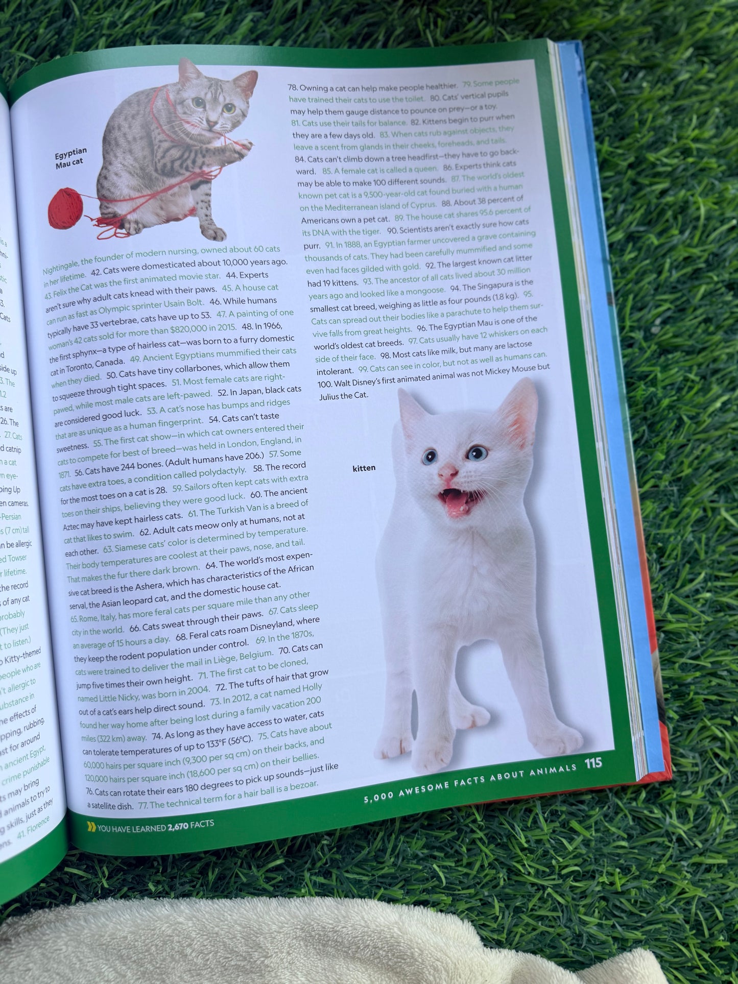 5,000 Awesome Facts About Animals | National Geographic Kids