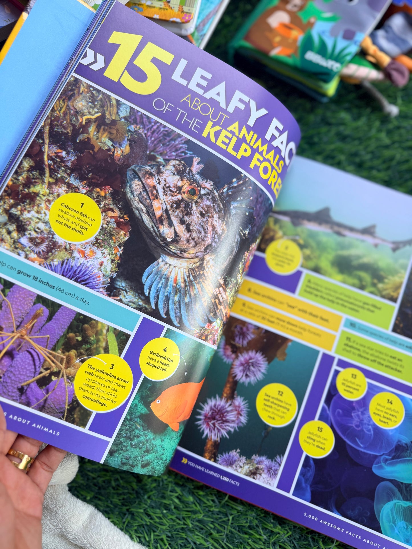 5,000 Awesome Facts About Animals | National Geographic Kids